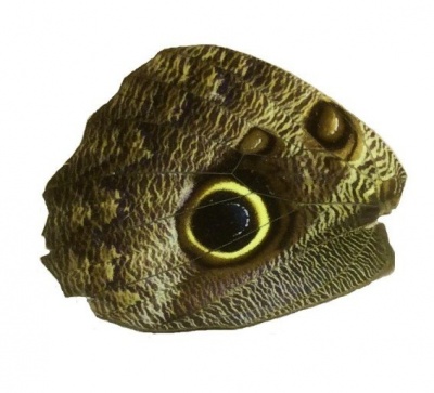 CALIGO MEMNON HIND WING